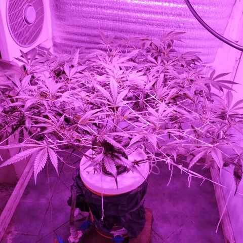 212 growlog timeline photo