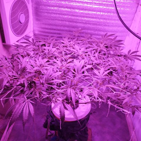 212 growlog timeline photo