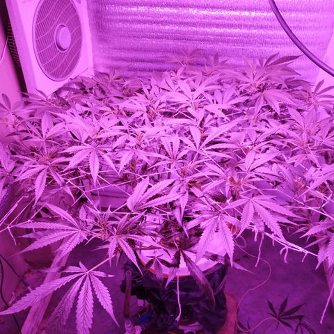 212 growlog timeline photo