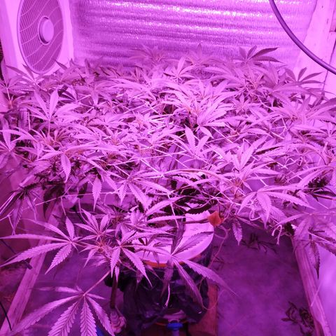 212 growlog timeline photo