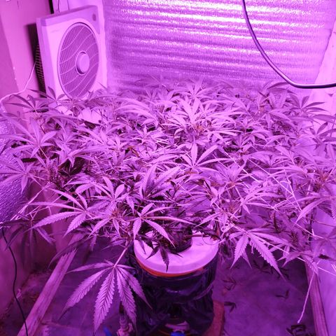 212 growlog timeline photo
