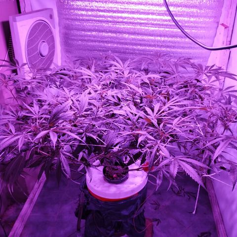 212 growlog timeline photo