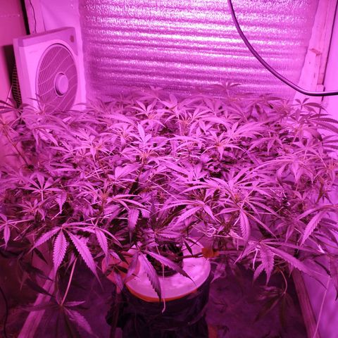 212 growlog timeline photo