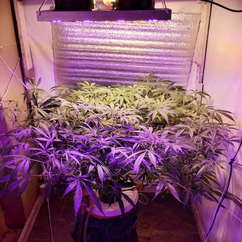 212 growlog timeline photo