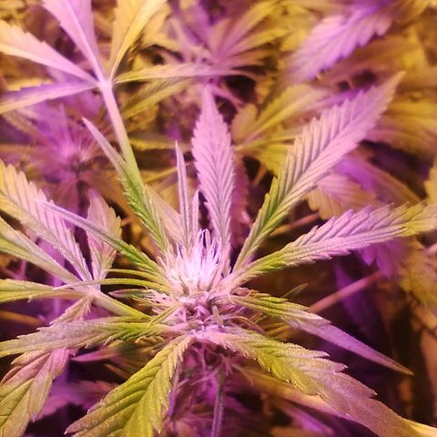 212 growlog timeline photo
