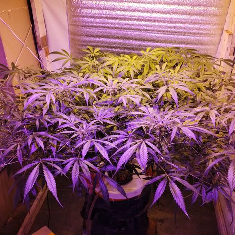212 growlog timeline photo