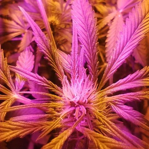 212 growlog timeline photo