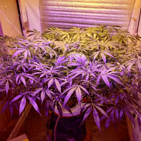 212 growlog timeline photo