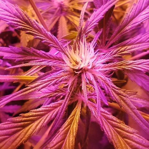 212 growlog timeline photo