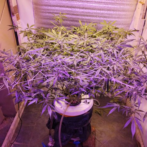 212 growlog timeline photo