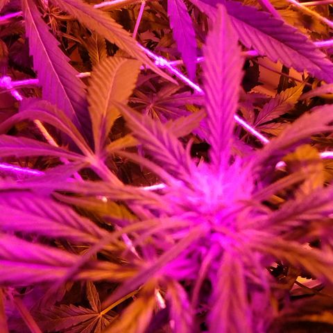212 growlog timeline photo