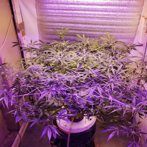 212 growlog timeline photo