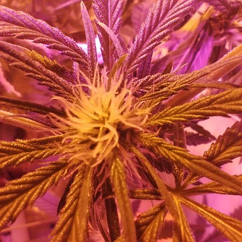 212 growlog timeline photo