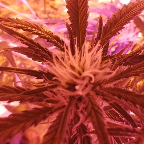 212 growlog timeline photo
