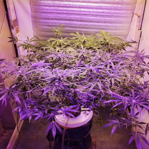 212 growlog timeline photo