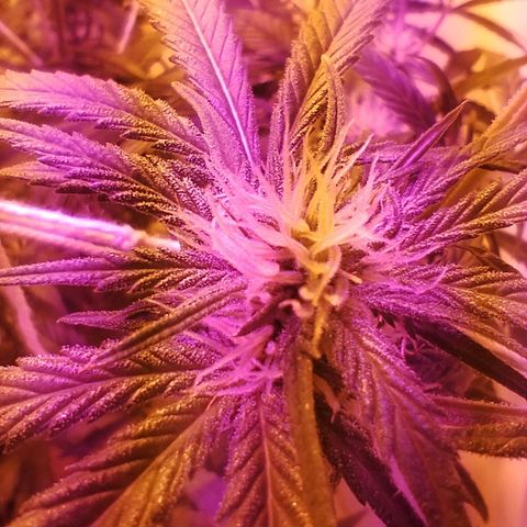 212 growlog timeline photo