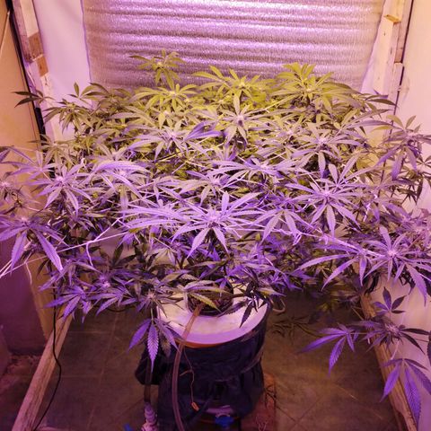 212 growlog timeline photo