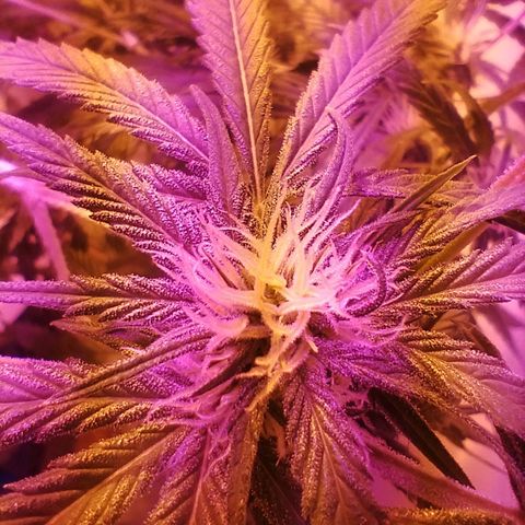 212 growlog timeline photo