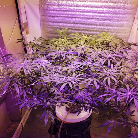 212 growlog timeline photo