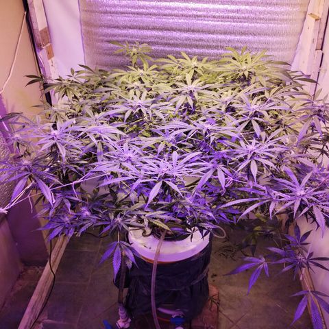 212 growlog timeline photo