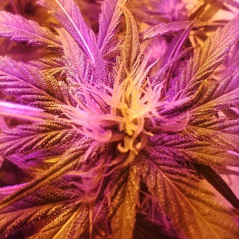 212 growlog timeline photo