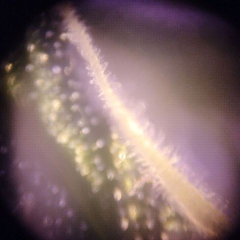 212 growlog timeline photo