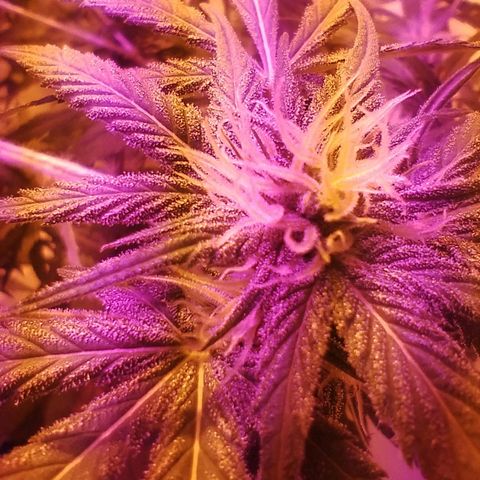 212 growlog timeline photo