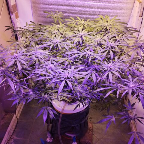 212 growlog timeline photo