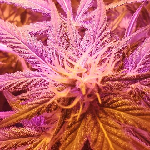 212 growlog timeline photo