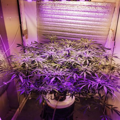 212 growlog timeline photo