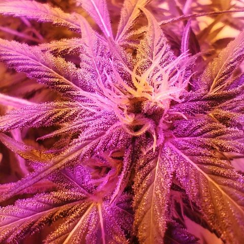 212 growlog timeline photo