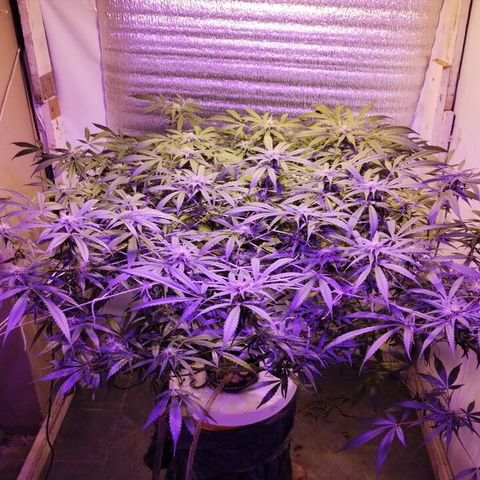 212 growlog timeline photo