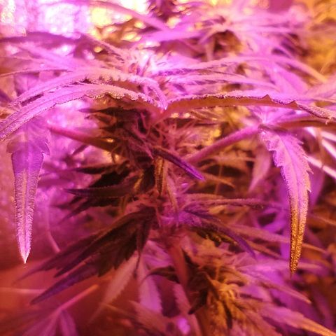 212 growlog timeline photo