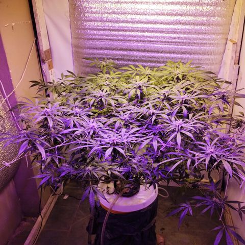 212 growlog timeline photo