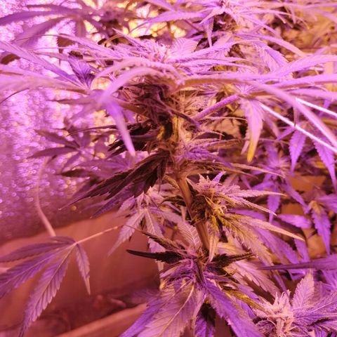 212 growlog timeline photo