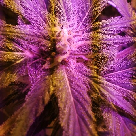 212 growlog timeline photo