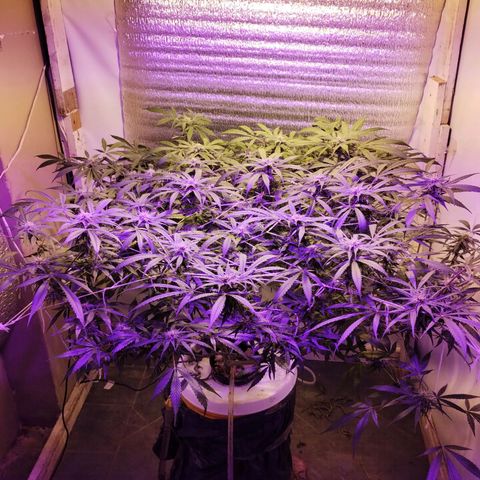 212 growlog timeline photo