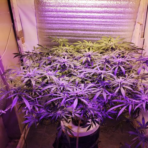 212 growlog timeline photo
