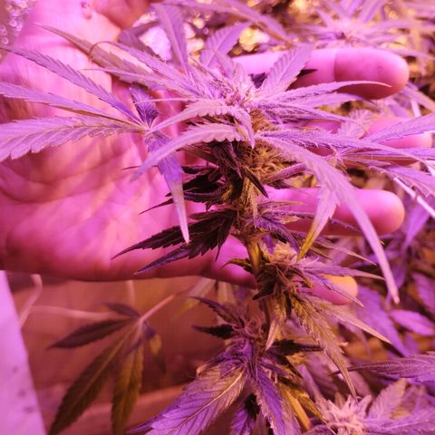 212 growlog timeline photo