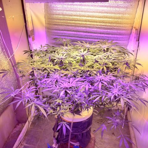 212 growlog timeline photo
