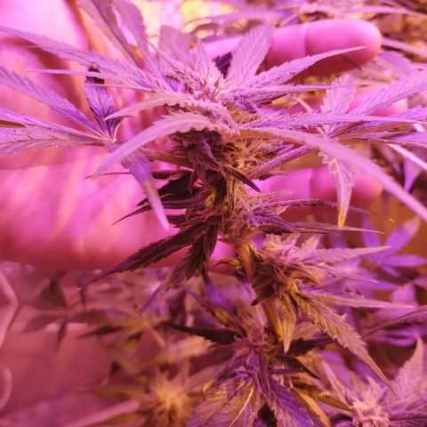 212 growlog timeline photo