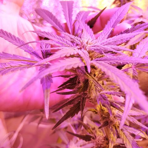 212 growlog timeline photo