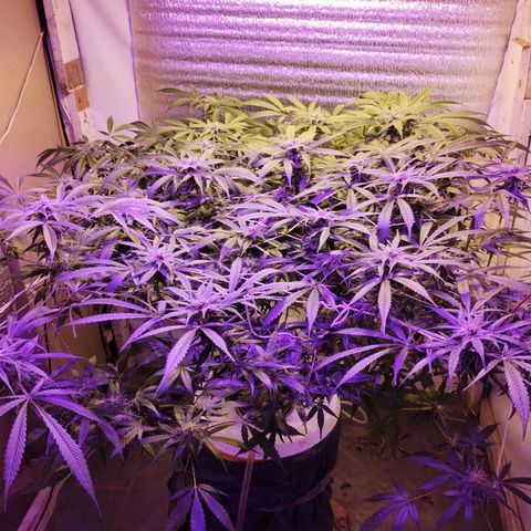 212 growlog timeline photo