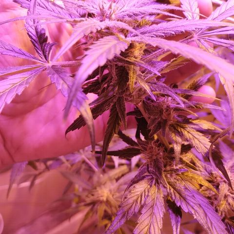 212 growlog timeline photo