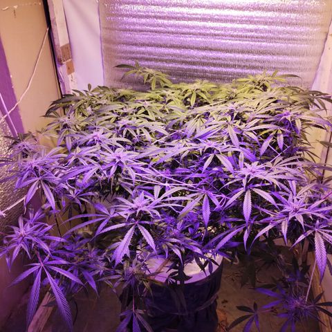 212 growlog timeline photo