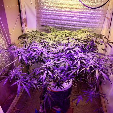 212 growlog timeline photo