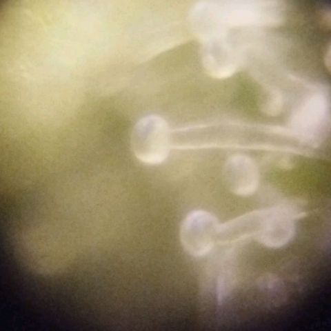 212 growlog timeline photo