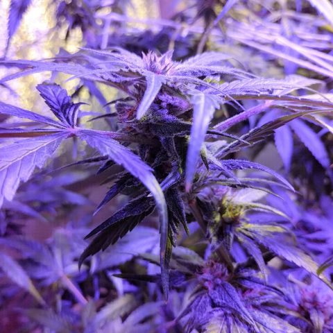 212 growlog timeline photo