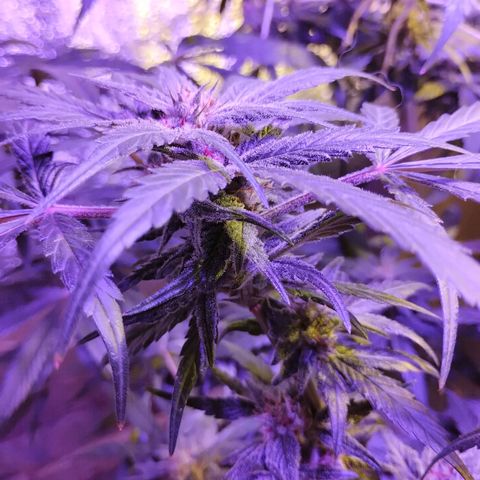 212 growlog timeline photo
