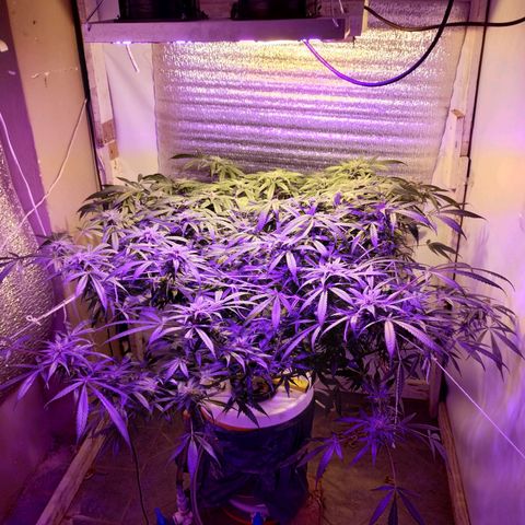 212 growlog timeline photo
